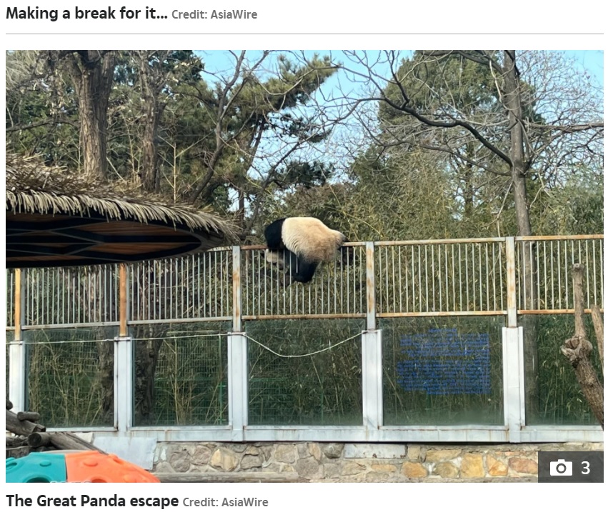 囲いを器用に乗り越えたパンダ（画像は『The Sun　2021年12月16日付「PANDA-MONIUM Naughty panda causes panic after escaping from enclosure at zoo in China」（Credit: AsiaWire）』のスクリーンショット）