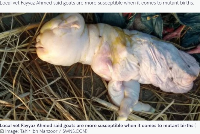人間の顔を持ち、脚が2本しかない子ヤギ（画像は『The Mirror　2021年12月28日付「Farmer’s goat ‘gives birth to deformed, hairless kid with face of human baby’」（Image: Tahir Ibn Manzoor / SWNS.COM）』のスクリーンショット）