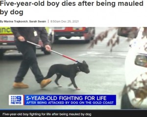 家から連れ出される犬（画像は『9News　2021年12月25日付「Five-year-old boy dies after being mauled by dog」』のスクリーンショット）