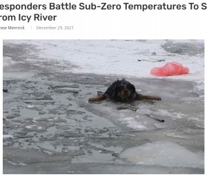 【海外発！Breaking News】極寒の川に落ちた犬2匹　消防隊員の体を張った救出活動に称賛の声「素晴らしい仕事ぶり」（米）
