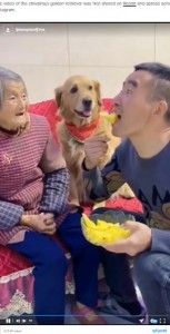 フルーツを自分で食べてしまう男性とそれをじっと見つめる犬（画像は『Press Interactive News　2021年12月31日付「Not having it: Adorable golden retriever ‘defends’ grandma from fruit-stealing man」』のスクリーンショット）