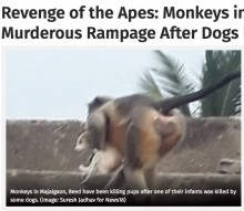 【海外発！Breaking News】「復讐に燃える」猿の群れ、犬に子猿を殺されて250匹もの子犬の命を奪う（印）