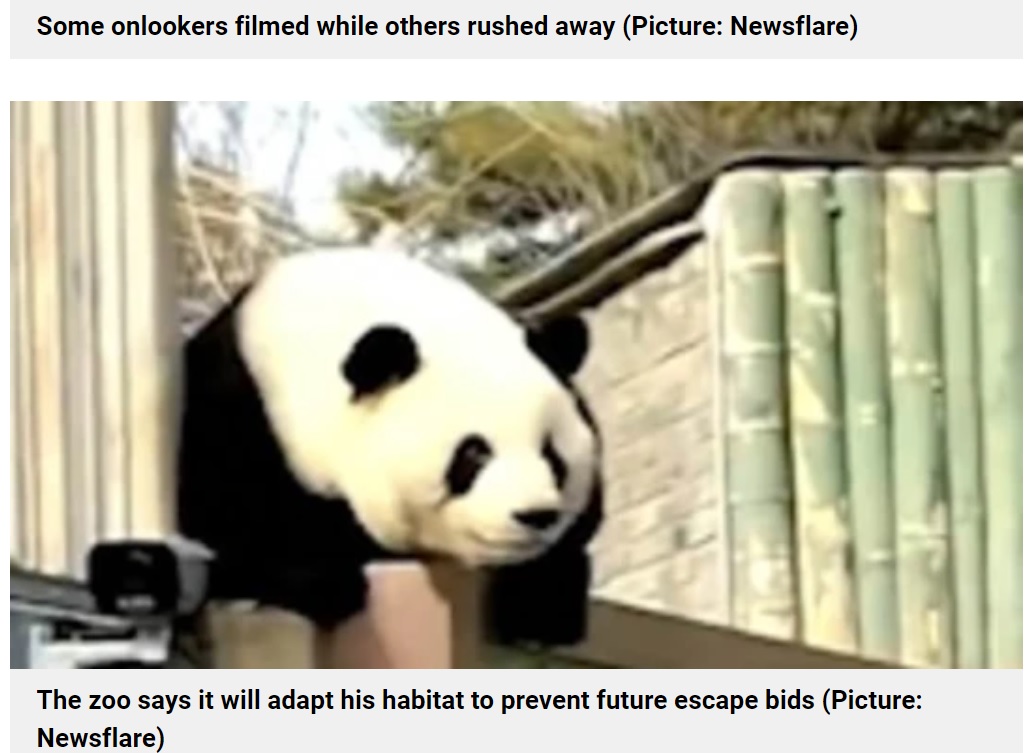 いつもとは違う景色を楽しんでいる様子のパンダ（画像は『Metro　2021年12月16日付「Giant panda escapes zoo enclosure but is lured back with lunch」（Picture: Newsflare）』のスクリーンショット）