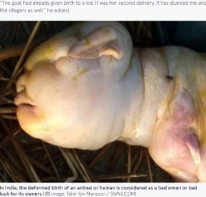 まるで人間の赤ちゃん？（画像は『The Mirror　2021年12月28日付「Farmer’s goat ‘gives birth to deformed, hairless kid with face of human baby’」（Image: Tahir Ibn Manzoor / SWNS.COM）』のスクリーンショット）