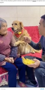 おばあちゃんの腕に前足をかける犬（画像は『Press Interactive News　2021年12月31日付「Not having it: Adorable golden retriever ‘defends’ grandma from fruit-stealing man」』のスクリーンショット）