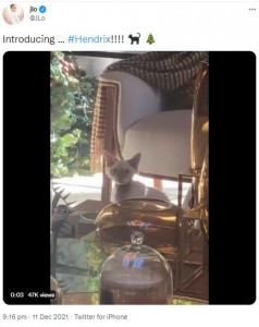カメラのレンジをじっと見つめる子猫の“ヘンドリックス”（画像は『Jennifer Lopez　2021年12月11日付Twitter「Introducing … ＃Hendrix!!!!」』のスクリーンショット）