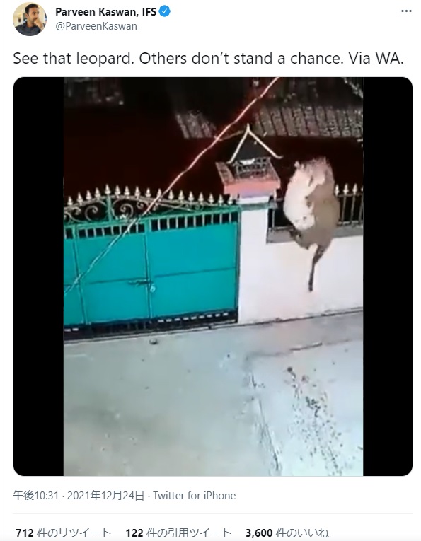 犬をくわえたヒョウが塀を飛び越える瞬間（画像は『Parveen Kaswan, IFS　2021年12月24日付Twitter「See that leopard.」』のスクリーンショット）