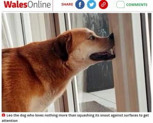 ケージに鼻を押し当つけて眠ったのが始まりだった（画像は『WalesOnline　2021年12月9日付「Owners spend hundreds on scans to explain dog’s strange nose habit」』のスクリーンショット）