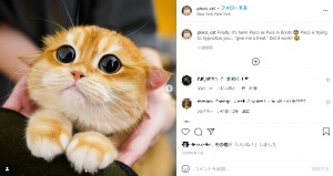 フェルトで作った人形と言われても信じてしまうほど（画像は『Pisco The Cat　2020年9月15日付Instagram「Finally, it’s here!」』のスクリーンショット）