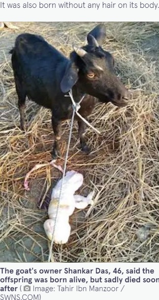 誕生後、間もなく死んでしまった子ヤギ（画像は『The Mirror　2021年12月28日付「Farmer’s goat ‘gives birth to deformed, hairless kid with face of human baby’」（Image: Tahir Ibn Manzoor / SWNS.COM）』のスクリーンショット）
