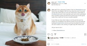 明るい場所では緑色の目が輝く（画像は『Pisco The Cat　2020年10月2日付Instagram「To be a deserving Creature Critic for ＠hotelsdotcom」』のスクリーンショット）