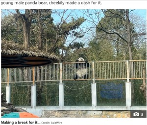 脱走中は心なしか楽しそうな表情も（画像は『The Sun　2021年12月16日付「PANDA-MONIUM Naughty panda causes panic after escaping from enclosure at zoo in China」（Credit: AsiaWire）』のスクリーンショット）