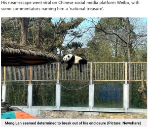 【海外発！Breaking News】動物園でパンダが2mの囲いをよじ登って脱走　職員は「一度きりの冒険です」（中国）＜動画あり＞
