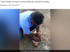 胸骨圧迫をするプラブさん（画像は『NDTV.com　2021年12月13日付「Watch: Cricketer R Ashwin Shares Clip Of Man Resuscitating Monkey」（Screengrab from video by ＠SudhaRamenIFS）』のスクリーンショット）