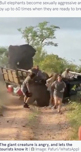 車から逃げる生徒ら（画像は『The Mirror　2021年11月30日付「Six-tonne elephant smashes up safari truck as tourists flee for their lives」（Image: Pafuri/WhatsApp）』のスクリーンショット）