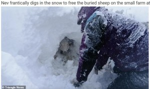 奥から困惑した様子の羊が顔を覗かせる（画像は『WhatsNew2Day　2021年12月2日付「Peak District Farmers Dig Their Flock Of Sheep From 10ft Snowdrift After Storm Arwen ［Video］」（Triangle News）』のスクリーンショット）