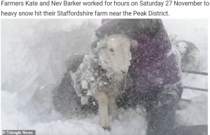無事に雪の中から救出された羊（画像は『WhatsNew2Day　2021年12月2日付「Peak District Farmers Dig Their Flock Of Sheep From 10ft Snowdrift After Storm Arwen ［Video］」（Triangle News）』のスクリーンショット）