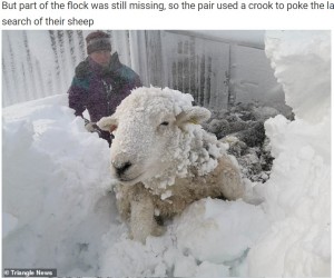 雪に埋もれてしまうとは羊たちも困惑か（画像は『WhatsNew2Day　2021年12月2日付「Peak District Farmers Dig Their Flock Of Sheep From 10ft Snowdrift After Storm Arwen ［Video］」（Triangle News）』のスクリーンショット）