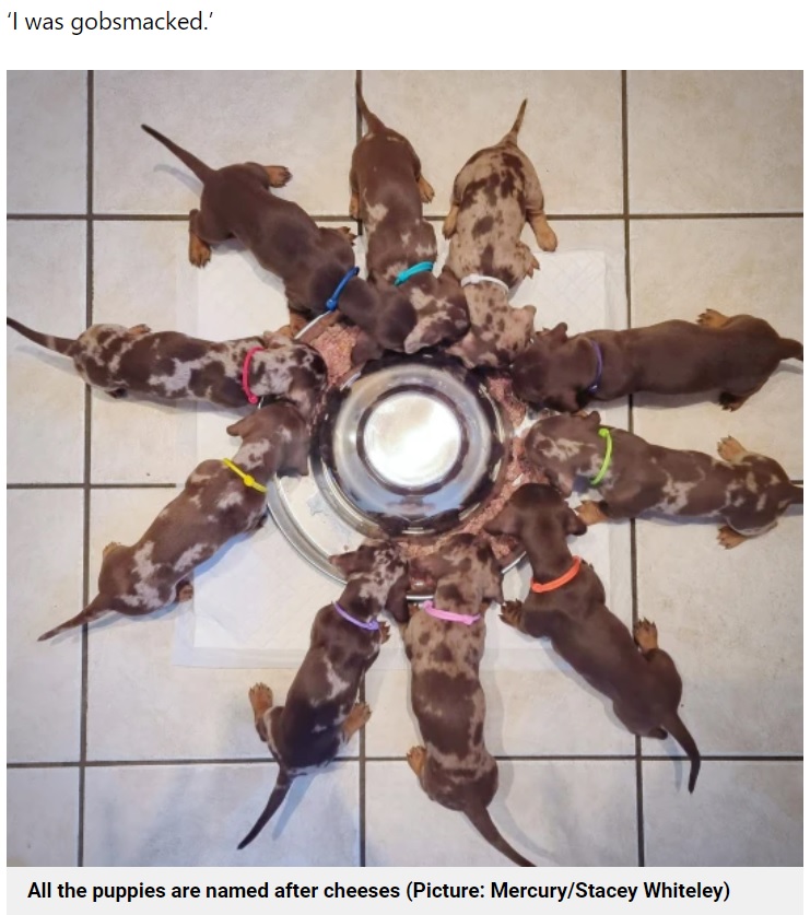 平均数を大きく超え、10匹の子犬が一度に誕生した（画像は『Metro　2021年11月30日付「Cheesecake the dachshund gives birth to 10 puppies - double the average for her breed」（Picture: Mercury/Stacey Whiteley）』のスクリーンショット）
