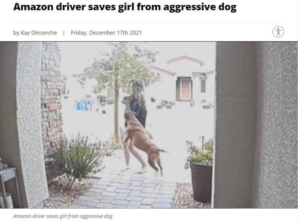 突然唸り声をあげて女性と犬を襲い始めたピットブル（画像は『KSNV　2021年12月17日付「Amazon driver saves girl from aggressive dog」』のスクリーンショット）
