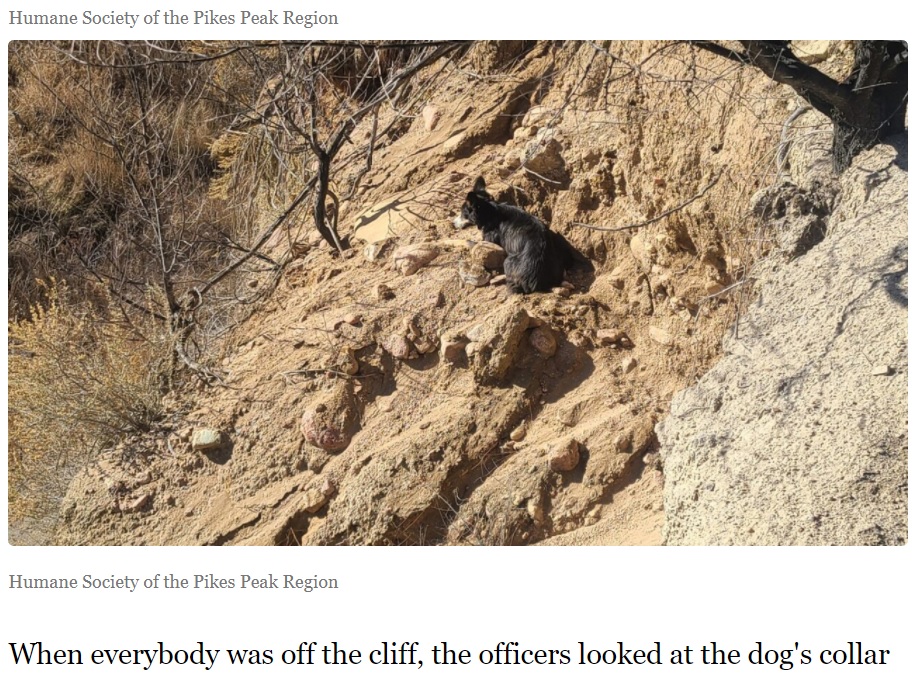崖の中腹で動けなくなった犬（画像は『Denver7　2021年12月14日付「Dog missing for 2 weeks rescued from cliff above Fountain Creek」（Humane Society of the Pikes Peak Region）』のスクリーンショット）