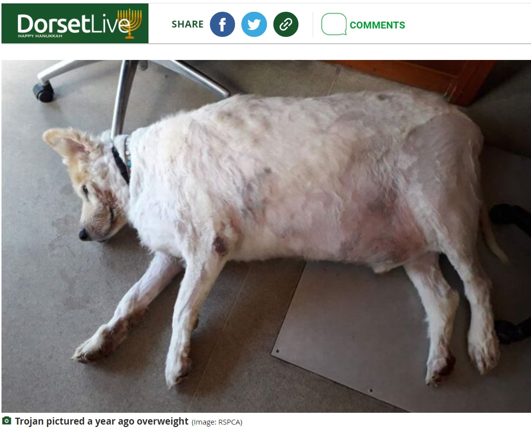 体重過多でシェルターにやって来た犬（画像は『Dorset Live　2021年11月30日付「Dog weighing same as baby elephant branded 'slimmer of the year' after shedding weight」（Image: RSPCA）』のスクリーンショット）