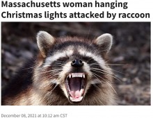 【海外発！Breaking News】クリスマス飾り付け中、アライグマに襲われた70歳女性　噛まれながらもヘッドロックで対抗（米）