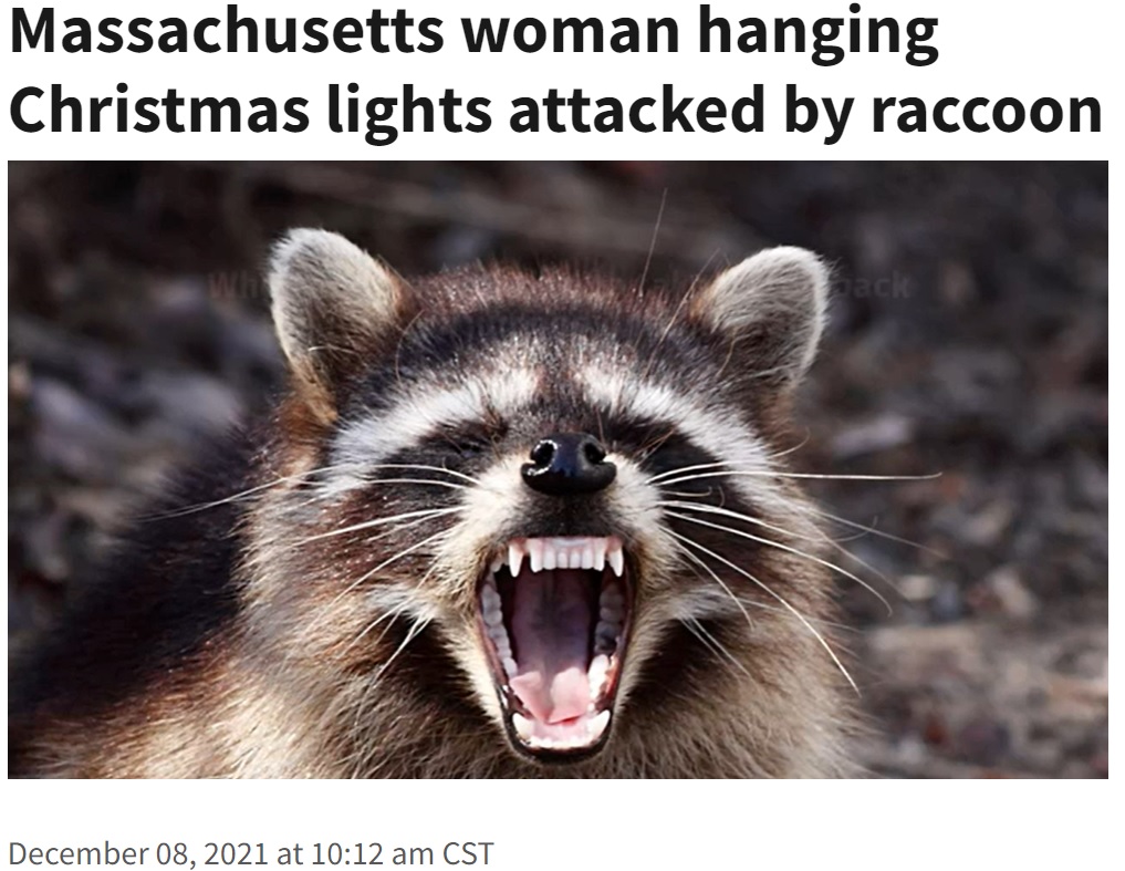 70歳女性に突然アライグマが襲いかかる（画像は『FOX23 News　2021年12月8日付「Massachusetts woman hanging Christmas lights attacked by raccoon」』のスクリーンショット）
