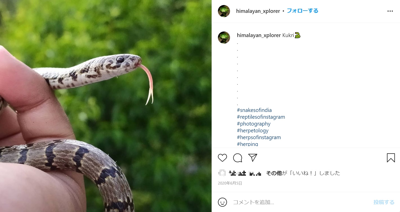 詳細な調査で新種と特定されたヘビ（画像は『himalayan_xplorer　2021年6月5日付Instagram「Kukri」』のスクリーンショット）