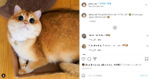 チャームポイントの大きな目が際立つピスコ（画像は『Pisco The Cat　2020年7月31日付Instagram「The golden Pisco rule: “If I fit, I sit!”」』のスクリーンショット）