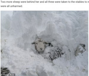 【海外発！Breaking News】3メートルの積雪に埋もれてしまった羊　雪をかき出して無事救出（英）＜動画あり＞