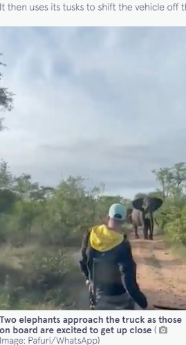 ボンネットの上に乗る男性と、前方に見えるゾウ（画像は『The Mirror　2021年11月30日付「Six-tonne elephant smashes up safari truck as tourists flee for their lives」（Image: Pafuri/WhatsApp）』のスクリーンショット）