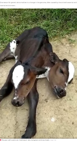 【海外発！Breaking News】2つの頭を持つ牛が誕生も、頭が重く立つことできず（ブラジル）