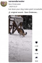 【海外発！Breaking News】「なんて賢い犬！」前足で転がし雪玉を作るジャーマン・シェパードが人気（カナダ）＜動画あり＞