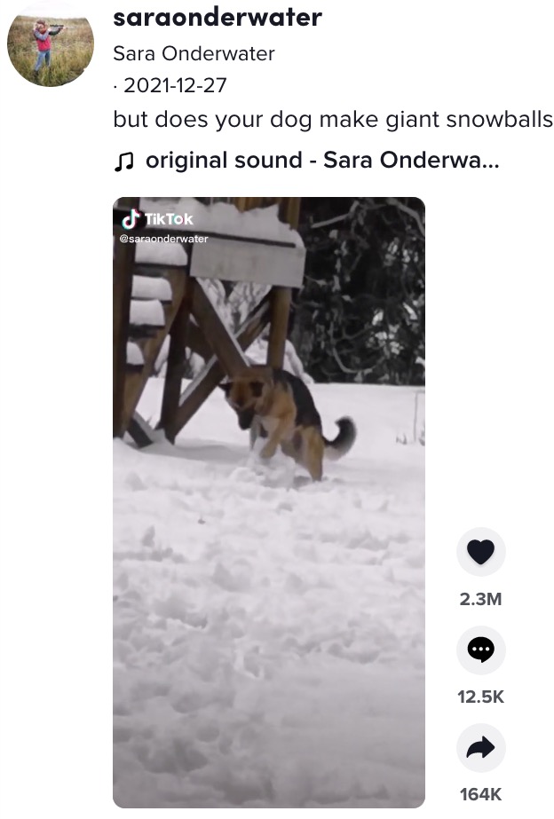 雪を転がし大きな雪玉を作る犬（画像は『Sara Onderwater　2021年12月27日付TikTok「but does your dog make giant snowballs?」』のスクリーンショット）