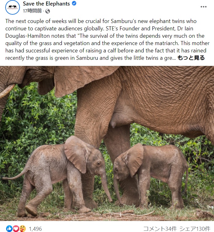 1％の確率で誕生した双子の子ゾウ（画像は『Save the Elephants　2022年1月21日付Facebook「The next couple of weeks will be crucial for Samburu’s new elephant twins who continue to captivate audiences globally.」』のスクリーンショット）