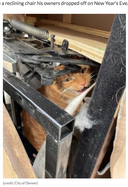 ソファの中に隠れていた猫（画像は『CBS Denver　2022年1月4日付「Cat Accidentally ‘Donated’ To Arc Thrift Store In Denver Reunited With Owners」（credit: City of Denver）』のスクリーンショット）