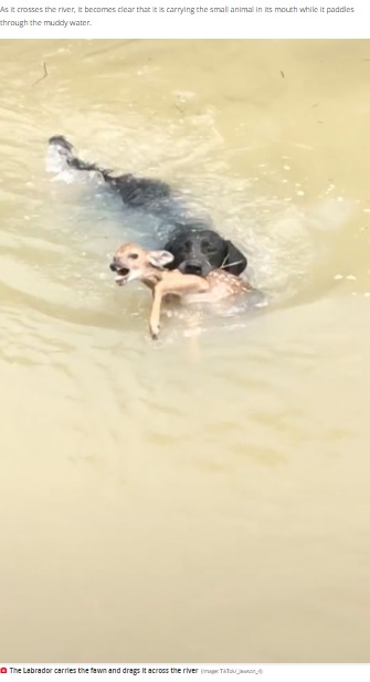 子鹿をくわえて泳ぐラブラドール・レトリバー（画像は『The Daily Star　2022年1月20日付TikTok「Hero dog rescues baby deer from drowning in fast-flowing river in heartwarming video」（Image: TikTok/_lawson_4）』のスクリーンショット）