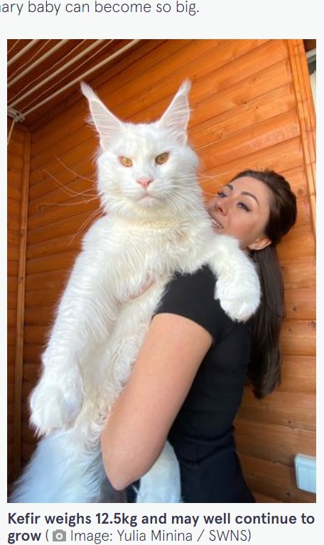 巨大な愛猫を抱える飼い主の女性（画像は『The Mirror　2022年1月18日付「‘My cat is so enormous everyone thinks he’s a dog - and he’s still growing’」（Image: Yulia Minina / SWNS）』のスクリーンショット）