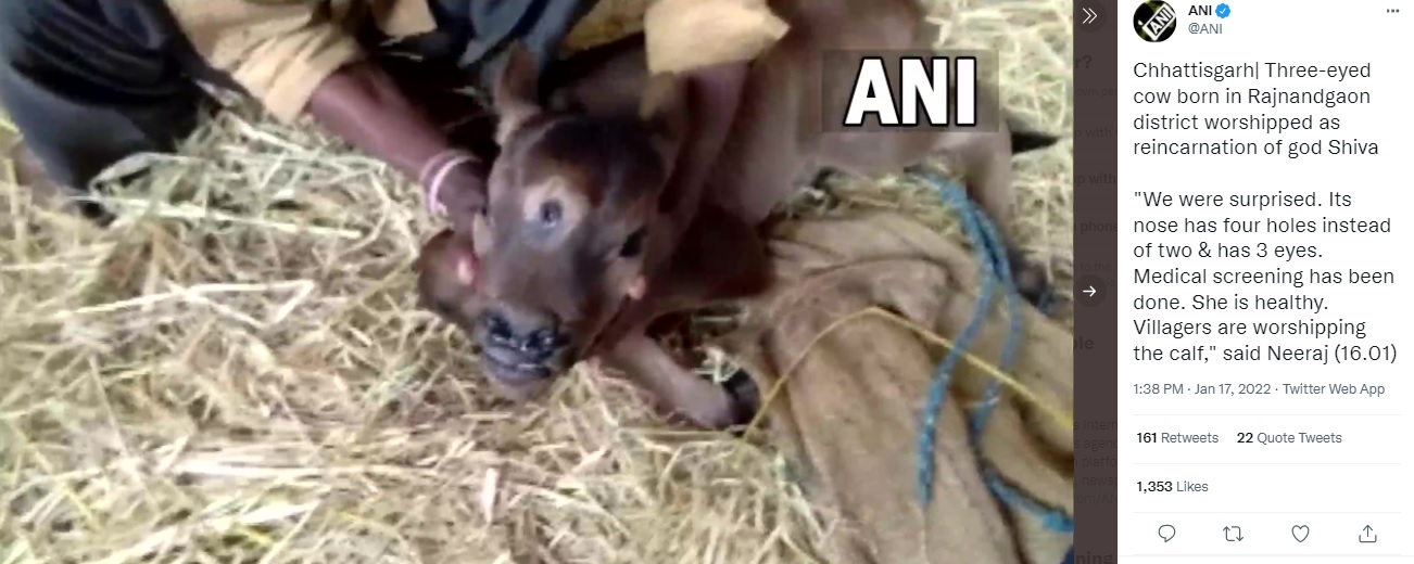 シヴァ神の生まれ変わり？（画像は『ANI　2022年1月17日付Twitter「Chhattisgarh｜ Three-eyed cow born in Rajnandgaon district」』のスクリーンショット）