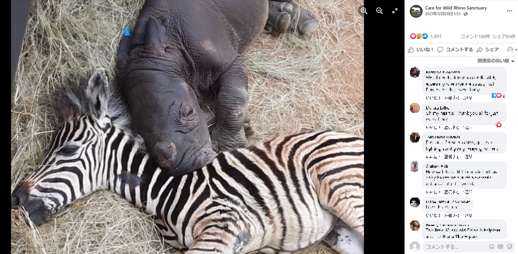 同じ部屋で治療を受けるサイの赤ちゃんとシマウマの子ども（画像は『Care for Wild Rhino Sanctuary　2021年12月28日付Facebook「DAISY UPDATE」』のスクリーンショット）