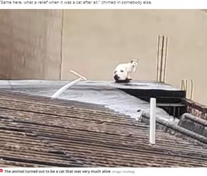 実は黒い模様がある白猫だった！（画像は『The Daily Star　2022年1月5日付「Family horrified by ‘decapitated dog head’ on roof - can you guess what it really is?」（Image: ViralHog）』のスクリーンショット）