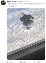 【海外発！Breaking News】雪に覆われた庭でわずかな熱源を発見した猫たち　身を寄せ合って暖を取る（カナダ）