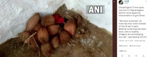 子牛に捧げられたココナッツや花（画像は『ANI　2022年1月17日付Twitter「Chhattisgarh｜ Three-eyed cow born in Rajnandgaon district」』のスクリーンショット）