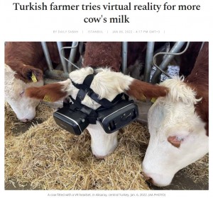 【海外発！Breaking News】牛がVR映像でストレス解消　生成される牛乳の量や質も向上し効果抜群（トルコ）＜動画あり＞