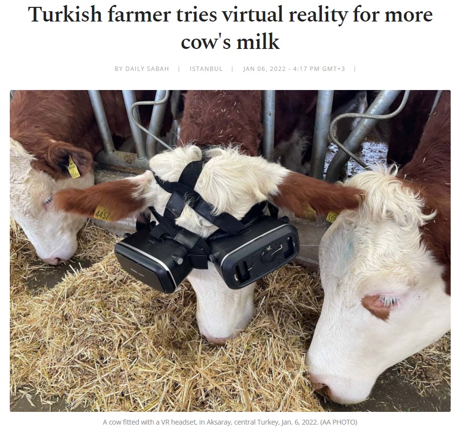 VRゴーグルを装着しながら干し草を食べる牛（画像は『Daily Sabah　2022年1月6日付「Turkish farmer tries virtual reality for more cow’s milk」（AA PHOTO）』のスクリーンショット）