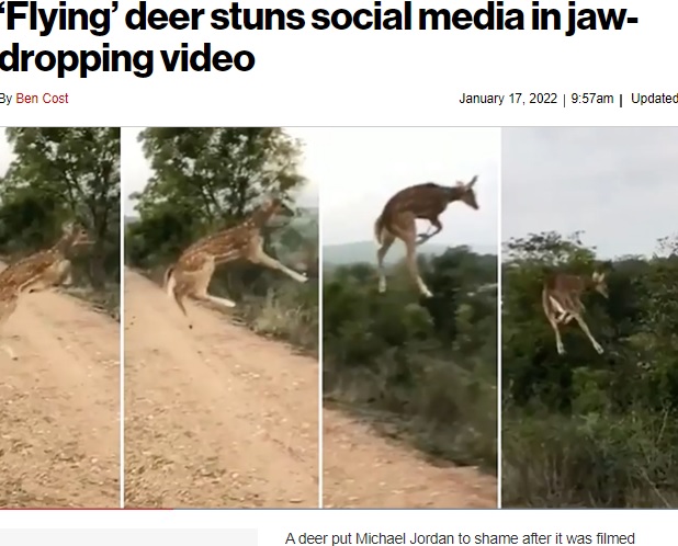 金メダルはシカ！（画像は『New York Post　2022年1月17日付「‘Flying’ deer stuns social media in jaw-dropping video」（Twitter/WildLense Eco Foundation）』のスクリーンショット）