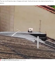 【海外発！Breaking News】屋根の上に切断された犬の頭!?　その正体に撮影者も大笑い（ブラジル）＜動画あり＞