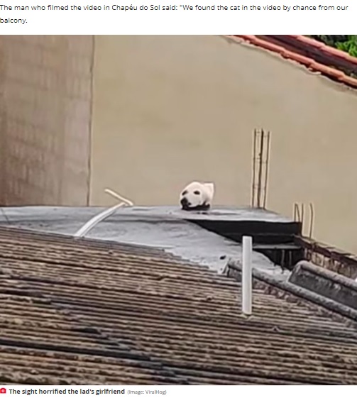 切断された犬の頭？（画像は『The Daily Star　2022年1月5日付「Family horrified by ‘decapitated dog head’ on roof - can you guess what it really is?」（Image: ViralHog）』のスクリーンショット）