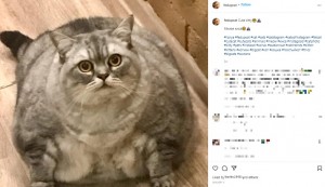 丸々と太ったリザーニャ（画像は『Liznya the Cat　2022年1月4日付Instagram「Cute kitty」』のスクリーンショット）